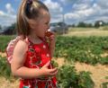 Bild: Stefanie Roth
Süß und lecker: Ein Mädchen pflückt mit ihrer Familie Erdbeeren am Erdbeerfeld bei Schirmitz. Schnell verschwindet die Erdbeere im Mund.