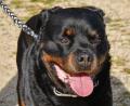Bild: Petra Hartl
Sind Listenhunde gefährlicher als andere? In der Stadt Amberg soll man für sie künftig zehnmal mehr Steuern zahlen. Eine Hundehalterin ist anderer Meinung und startet jetzt eine Petition.