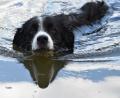Symbolbild: hcz
Ein Bordercollie schwimmt im Weidener Schätzlerbad.