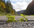 Bild: glb
Wenn 2024 die Gemeindeverbindungsstraße vom Ortsausgang Högen in Richtung Birgland saniert wird, sollen keine Blumen mehr aus Lücken im Asphalt wachsen.