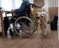 Bild: WG St. Sebastian/Schuster/exb
Therapiehund Bailey bewegt sich frei in der Wohngemeinschaft „St. Sebastian“ der Schwesternschaft Wallmenich-Haus des BRKs.