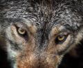 Symbolbild: Karl-Josef Hildenbrand/dpa
Der Wolf stellt eine Gefahr für Wildparks dar.