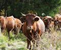 Bild: kaz
Seit dem 3. Oktober weiden in der Waldnaabaue 17 Kühe. Sie sind Teil des Projekts "Wilde Weiden Waldnaabaue". Ziel ist es das Offenland-Ökosystem in der landwirtschaftlich genutzten Kulturlandschaft zu erhalten und mehr Artenreichtum zu schaffen.