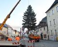 Bild: Petra Hartl
Der Weihnachtsbaum für den Amberger Malteserplatz ist heuer eine schmucke 13-Meter-Blaufichte.