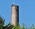 Archivbild: Petra Hartl
Der Storch auf dem Schlot von Guss Auer in Ammersricht bei Amberg. Das Foto entstand Anfang Mai 2023.