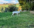 Bild: Eckert
Der weiße Hirsch bewegte sich auf der Wiese sehr langsam und zeigte keinerlei Scheu vor den Menschen.