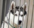 Symbolbild: Uwe Anspach /dpa
Ein Husky ging am Freitag im Landkreis Neumarkt auf einen Dackel los und biss ihn tot.