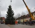 Bild: lue
Eine 14 Meter hohe Nordmanntanne ziert heuer als Christbaum in der Adventszeit den Tirschenreuther Marktplatz.