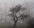 Bild: Petra Hartl
Der Winter kann sich nicht so richtig einnisten in der Oberpfalz. Nebel dominiert den November.