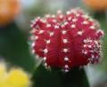 Bild: Andrea Warnecke/dpa
Kugel-Kombi: Erdbeerkaktus aus der Gattung Gymnocalycium mihanovichii. Diese Sorte, „Hibotan“, ist japanischen Ursprungs. Auf Japanisch heißt Kaktus übrigens Kakutasu.