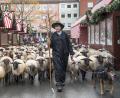 Bild: Daniel Vogl
600 Schafe ziehen durch die Nürnberger Innenstadt um vom Pegnitz-Tal aus in ihr Winterquartier westlich der Stadt zu gelangen.