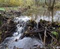 Bild: bkr
Die Biber stauen an zwei Stellen des Bremenbachs und eines Zulaufs zum Stausee weiter fleißig an. Dabei vernässt ein Damm im Zulauf auch eine darunter liegende Wiese.