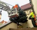 Bild: Gabi Schönberger
Mitarbeiter der Feuerwehr und des Bauhofs stellen den Christbaum vor dem Alten Rathaus auf.