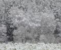 Bild: Wolfgang Steinbacher
Schmuckbild Winter, Schnee in der Nähe von Weiher bei Hirschau.