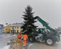 Bild: gz
Mit Hilfe eines Teleskopladers stellen Zweiter Bürgermeister Thomas Kleber und die Bauhofmitarbeiter Sebastian Wild und Manuel Demleitner den Christbaum auf.