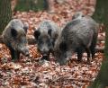 Symbolbild: Oliver Berg/dpa
Bei einer Jagd auf Wildschweine bei Niedermurach wird im Dezember 2022 ein Mann durch einen Schuss verletzt.