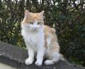 Symbolbild: Petra Hartl
In Schnaittenbach mussten etliche Katzen eingefangen werden.
