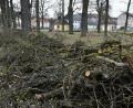 Archivbild: Petra Hartl
Der alte Baumbestand in Sulzbach-Rosenberg verlangt jedes Jahr Pflegemaßnahmen. Dabei sind wie in den Privatgärten auch die Bestimmungen der Baumschutzverordnung zu beachten. Willkürliche Rückschnitte oder generell die Beseitigung der geschützten Bäume sind verboten. Ein Gespräch mit der Stadtgärtnerei kann oft weiterhelfen.