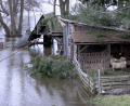 Bild: Gustl Beer
Insbesondere in der Nähe des Weidener Hammerwegs und zwischen Pirk und Rothenstadt sah das Hochwasser an den Weihnachtsfeiertagen spektakulär aus. Diese Schafe dürften nervös geworden sein.