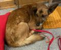 Bild: PI Schwandorf/exb
Am Montagabend wird die Polizei über einen Hund informiert, der in einer Bank angekettet zurückgelassen worden ist. Inzwischen ist er im Tierheim Schwandorf.