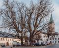 Bild: Susanne Forster
Die beiden rund 100 Jahre alten Rosskastanien am Marktplatz in Bärnau prägen das Stadtbild – haben aber auch Altersschwächen. Stadtförster Patrick Maurer empfahl die Fällung samt Neubepflanzung. Sachverständiger Edgar Wenisch sieht das anders. Für eine Entscheidung wartet der Stadtrat sein Gutachten ab.