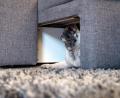 Symbolbild: Christin Klose/dpa
Hunde haben ein empfindlicheres Gehör als der Mensch.