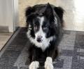 Bild: Dominik Mark
Für die meisten Haustiere ist die Silvesternacht die reinste Qual. Auch Border Collie "Kylo" von Redakteur Dominik Mark fürchtet sich jedes Jahr erneut vor den Krach der Böller und des Feuerwerks.