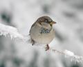 Bild: Zdenek Tunka /lbv
In der Vogelhitliste im Freistaat als auch in Amberg und Landkreis Amberg-Sulzbach landet der Haussperling auf Platz eins.