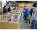 Bild: do
Rund 200 Tauben präsentieren die Züchter bei der Ausstellung in Tremmersdorf.