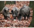 Symbolbild: Oliver Berg/dpa
Wildschweine wühlen im Erdreich nach Nahrung. Im Jagdjahr 2022/23 erlegten die Jäger der BJV-Kreisgruppe Oberviechtach nur 136 Schwarzkittel, das ist ein Rückgang um etwa die Hälfte zu den Vorjahren.