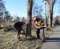 Bild: szl
Noch bis Ende Februar finden im gesamten Stadtgebiet Tirschenreuth umfangreiche Baumpflegearbeiten statt.