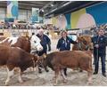 Bild: Fleischrinderverband Bayern/exb 
Erika Sauer, Vorsitzende des Fleischrinderverbands Bayern, und ihr Mann Günter (rechts) bei einer Rassepräsentation in der Tierhalle der Grünen Woche in Berlin. Das Ehepaar aus Burgtreswitz bei Moosbach zeigt und erklärt den Besuchern der Internationalen Messe die Vorteile der Mutterkuhhaltung für Mensch und Tier. Ihre eigenen Rinder der Rasse Rotes Höhenvieh haben die Oberpfälzer diesmal nicht mit nach Berlin genommen.