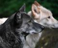 Symbolbild: Martin Schutt/dpa
Die Wolfshybriden Raik (rechts) und Ronja streifen durch ein Freigehege im Alternativen Bärenpark in Thüringen.