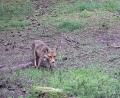 Bild: ge
Wenn ein Fuchs in seiner natürlichen Umgebung auffällige Verhaltensweisen zeigt, kann er krank sein und zum Beispiel Staupe haben.