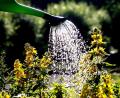 Symbolbild: Roland Weihrauch/dpa
Wie gießt man den Garten richtig und sparsam? Auch darum geht es beim Saatgut-Spektakulum in Gebenbach.