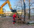 Bild: fpoz
Am Montag wurden bereits die Bäume im ehemaligen Pausenhof der Jobst-vom-Brandt-Schule entfernt.