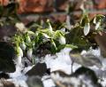 Bild: Petra Hartl
Schon fast ist der Frühling in Sicht - nur der Wind ist noch winterlich.