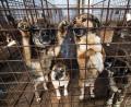 Symbolbild: Michael – stock.adobe.com
Jeder Hund habe ein Zuhause verdient, in dem es ihm gut geht, sagt Alexandra Demleitner, Mitglied im Tierschutzverein "Straßenhunde Rumänien in Not". Gerade in Rumänien sei das oft nicht der Fall.
