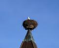 Bild: aub
Der Storch hat vor wenigen Tagen wieder sein Quartier auf dem Horst der Nabburger Friedhofkirche bezogen.