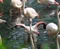 Bild: Jessica Lichetzki/dpa
Im Berliner Zoo gibt es einige Flamingos - der älteste von ihnen, Ingo, ist nun gestorben.