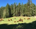 Bild: Landratsamt Wunsiedel/dpa
Das Foto zeigt eine Rotviehherde im Selbbachtal im Landkreis Wunsiedel, die einen neuen „Kümmerer“ via Kontaktanzeige sucht.