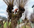Bild: Gabi Schönberger
Mit Hilfe einer Hubarbeitsbühne gelangen die Arbeiter der Stadtgärtnerei Weiden an die Zweige der großen Kopfweiden.
