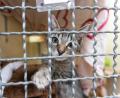 Symbolbild: Philipp von Ditfurth/dpa
Ein Antrag des Kreistierschutzvereins zur finanziellen Unterstützung des Tierheims in Tirschenreuth beschäftigte auch den Mitterteicher Stadtrat.