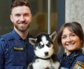 Bild: Tobias Weingärtner/Polizeipräsidium Oberpfalz
Ein kleiner Huskywelpe sucht in Regensburg seinen Besitzer.