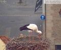 Screenshot: Storchen-Webcam Stadt Weiden
Der Storch ist zurück in Weiden. Es handelt sich um ein Männchen, und es wird nun viel jagen und - wenn es hier bleibt - den Horst für die kommende Brutsaison einrichten.