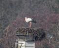 Bild: Norbert Vetter/exb
Der Storch ist zurück in Kemnath. Hobbyfotograf Norbert Vetter hat diesen Moment mit seiner Kamera festgehalten.