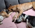 Bild: Linsmeier/exb
Seit ihrer Rückkehr verbringen die Deutschen Doggen Klausi und Angie viel Zeit mit ihrem Welpen Bella auf dem Sofa.