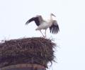 Bild: bkr
Der Storch in Immenreuth ist da.