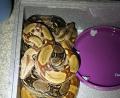 Bild: Polizeiinspektion Schwandorf/exb
Diese beiden Boa Constrictor wurden im Schwandorfer Tierheim abgegeben.