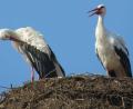 Symbolbild: Köppl
Wieder dahoam: Seit 9. Februar sitzen sie, wie auf diesem Symbolbild, zu zwei auf dem Nabburger Friedhofsturm. Der erste Storch ist als Vorauskommando bereits seit 5. Februar wieder da.
